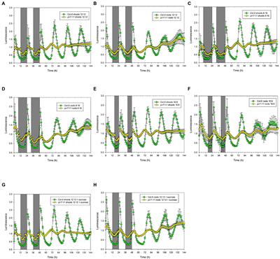 Arabidopsis thaliana PRR7 Provides Circadian Input to the CCA1 Promoter in Shoots but not Roots